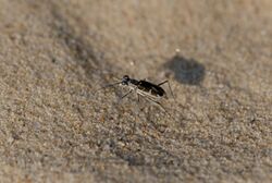 Ellipsoptera puritana.jpg