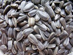 a pile of sunflower seeds