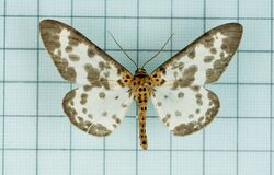 Percnia longitermen.jpg