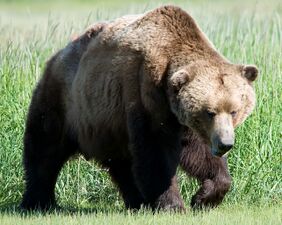 The brown bear is found across Eurasia and North America