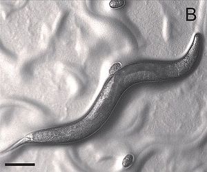 Pristionchus pacificus g001 (1).jpg