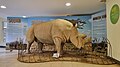 African Rhino taxidermy in Nairobi National Museum