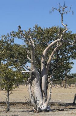 Moringa ovalifolia.jpg