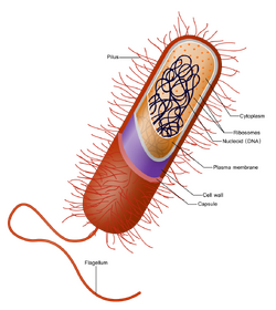 Prokaryote cell with structure and parts