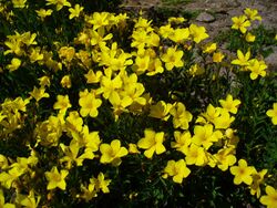 Linum flavum 01.JPG