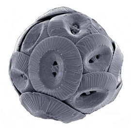 Coccolithus pelagicus