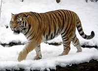 A tiger, a large orange feline with black stripes, walking in snow