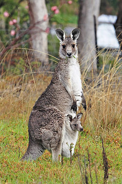 Eastern Grey Kangaroo with joey.