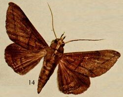 Pl.13-14-Spingomorpha aliena=Ogovia aliena (Holland, 1920).JPG