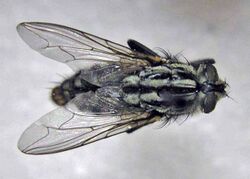 Sarcophaga haemorrhoidalis.jpg