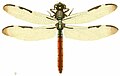 Illustrations of Exotic Entomology II 47 ('LIBELLULA AXILENA').jpg