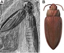 Beetle Moravocoleus permianus, fossil and reconstruction, from the Early Permian