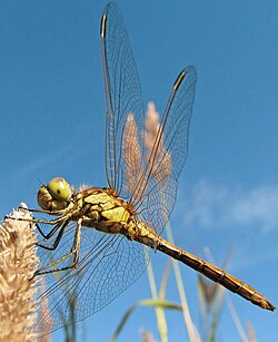 Insect: Six legs, three-part body (head, thorax, abdomen), up to two pairs of wings