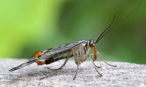Skorpionsfliege Panorpa communis male full (cropped).jpg
