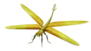 The giant dragonfly-like insect Meganeura monyi grew to wingspans of 75 cm (2 ft 6 in) in the late Carboniferous, around 300 million years ago.[39]