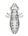 Lipeurus forficulatus f.png