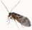 Psocoptera (white background).jpg