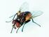 Common house fly, Musca domestica.jpg