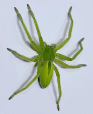 The green huntsman spider is green due to the presence of bilin pigments in the spider's hemolymph and tissue fluids