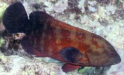 Cephalopholis nigripinnis.jpg