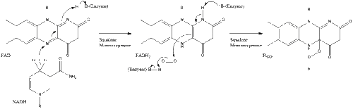 Flavinoid Mechanism.gif