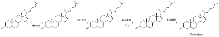 Cholesterol Synthesis 12.gif