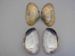 Asaphis deflorata (Linnaeus, 1758) 2013 000.JPG