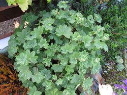 Alchemilla erythropoda (5644020803).jpg