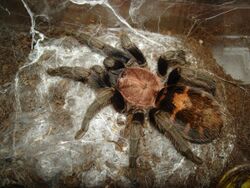 Cyclosternum fasciatum, adult female 02.JPG