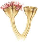 Auroralumina attenboroughii, an Ediacaran predator (c. 560 mya). It was a stem-group cnidarian, catching prey with its nematocysts.[165]