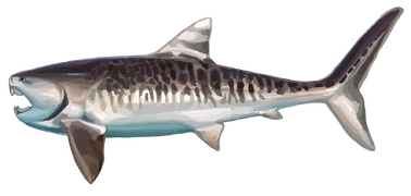 Dunkleosteus, a Devonian placoderm, perhaps the world's first vertebrate superpredator, reconstruction