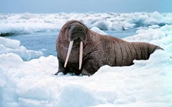 Pacific Walrus