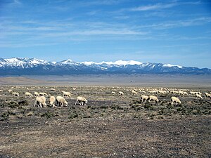 Grazing permits on federal land