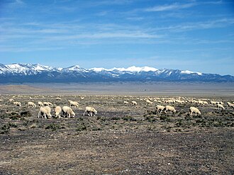 Grazing permits on federal land