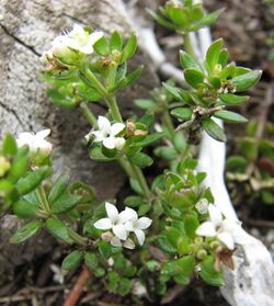 Asperula gunnii.jpg