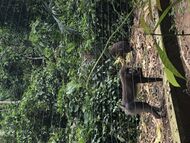Mandrills behind a wire fence