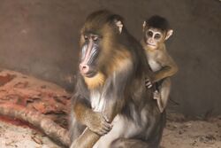 Mandrill infant grabbing onto mother's back