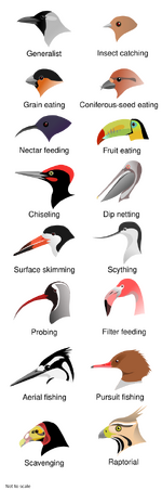 Illustration of the heads of 16 types of birds with different shapes and sizes of beak
