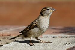 small bird withpale belly and breast and patterned wing and head stands on concrete