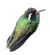 White-eared Hummingbird (Basilinna leucotis) white background.jpg