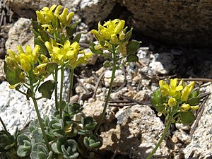 Tahoe draba, Draba asterophora (22427982484).jpg