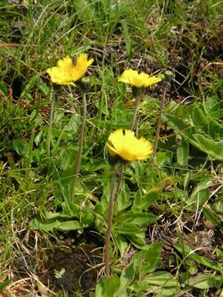 Habichtkraut Liuthalas 020709-1.JPG