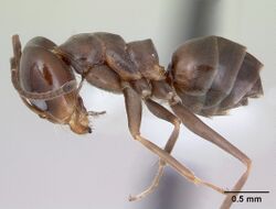 Dorymyrmex spurius casent0173851 profile 1.jpg