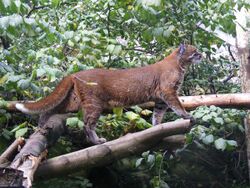 Asian golden cat at Edinburgh Zoo.jpg