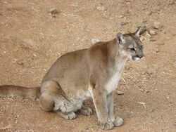 Cougar sitting.jpg