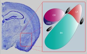 Central Amygdala Subdivisions.pdf