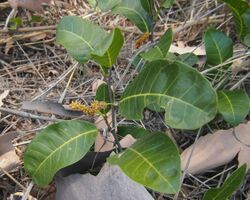 Trophis scandens foliage and flowers ii.jpg