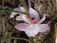 Isabelia virginalis