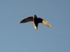 White-throated Needletail kobble jan05.jpg