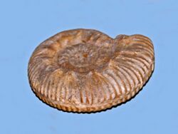 Reineckeiidae - Reineckeia anceps.JPG